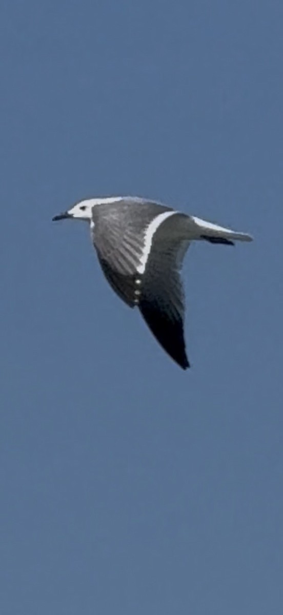 Laughing Gull - ML646563159