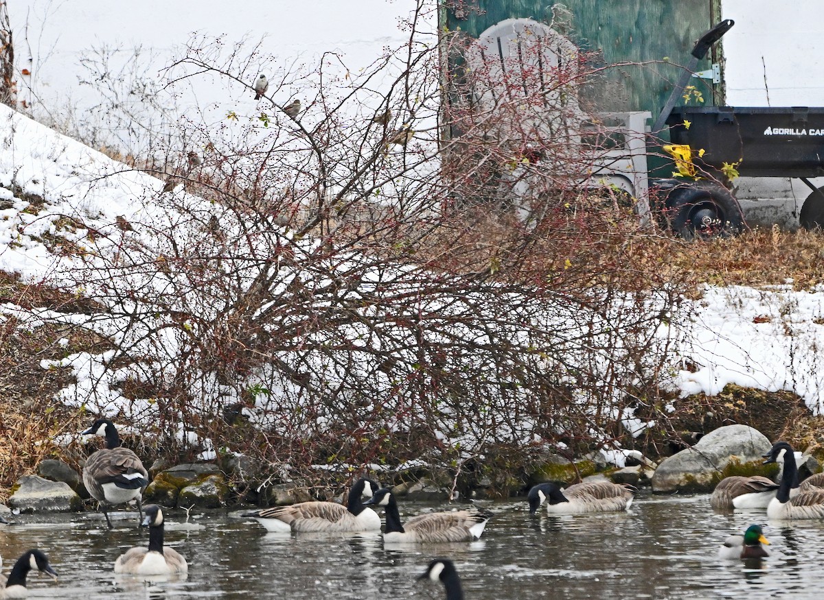 passerine sp. - ML646563163