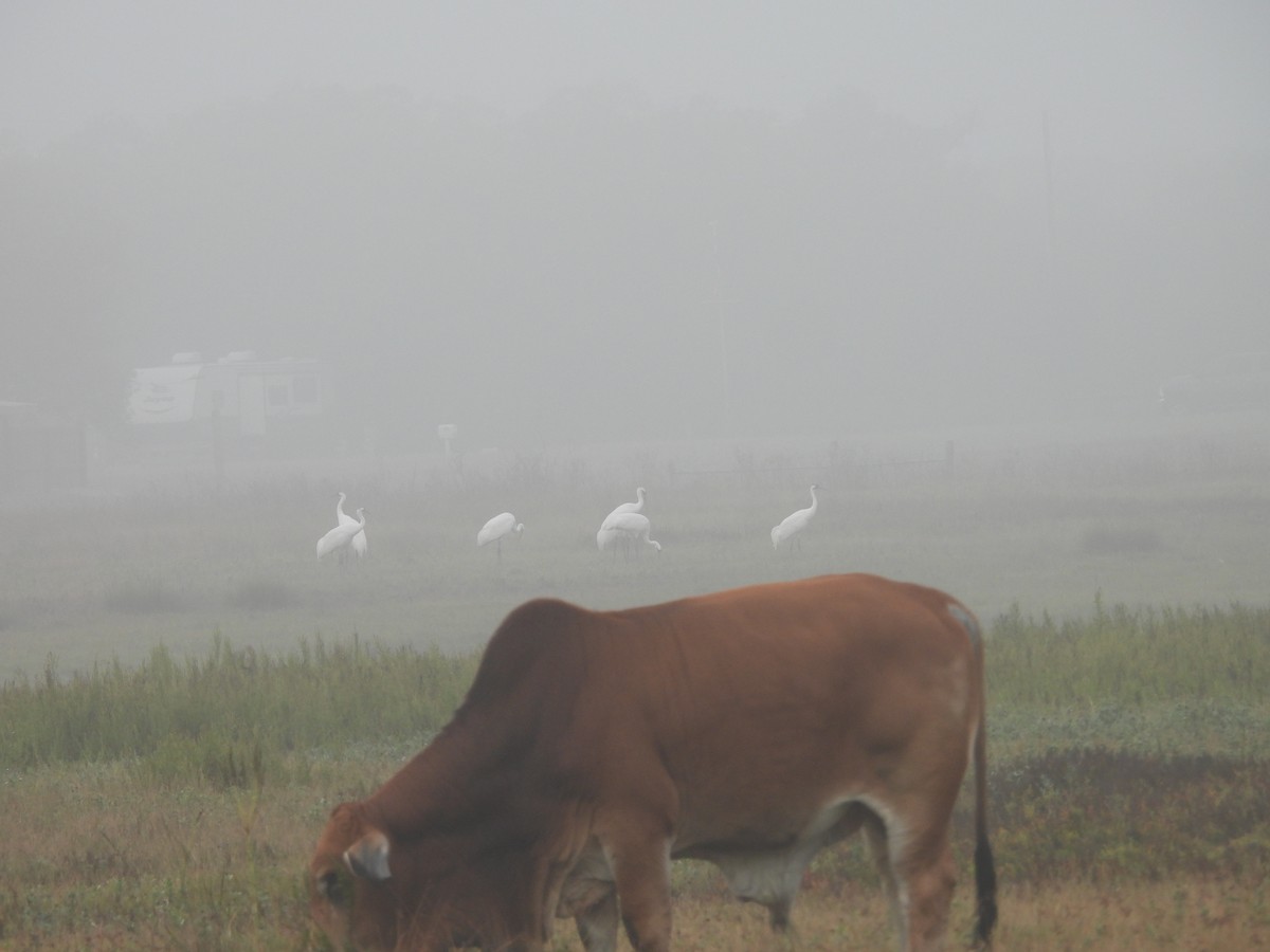 trompettrane - ML646563164