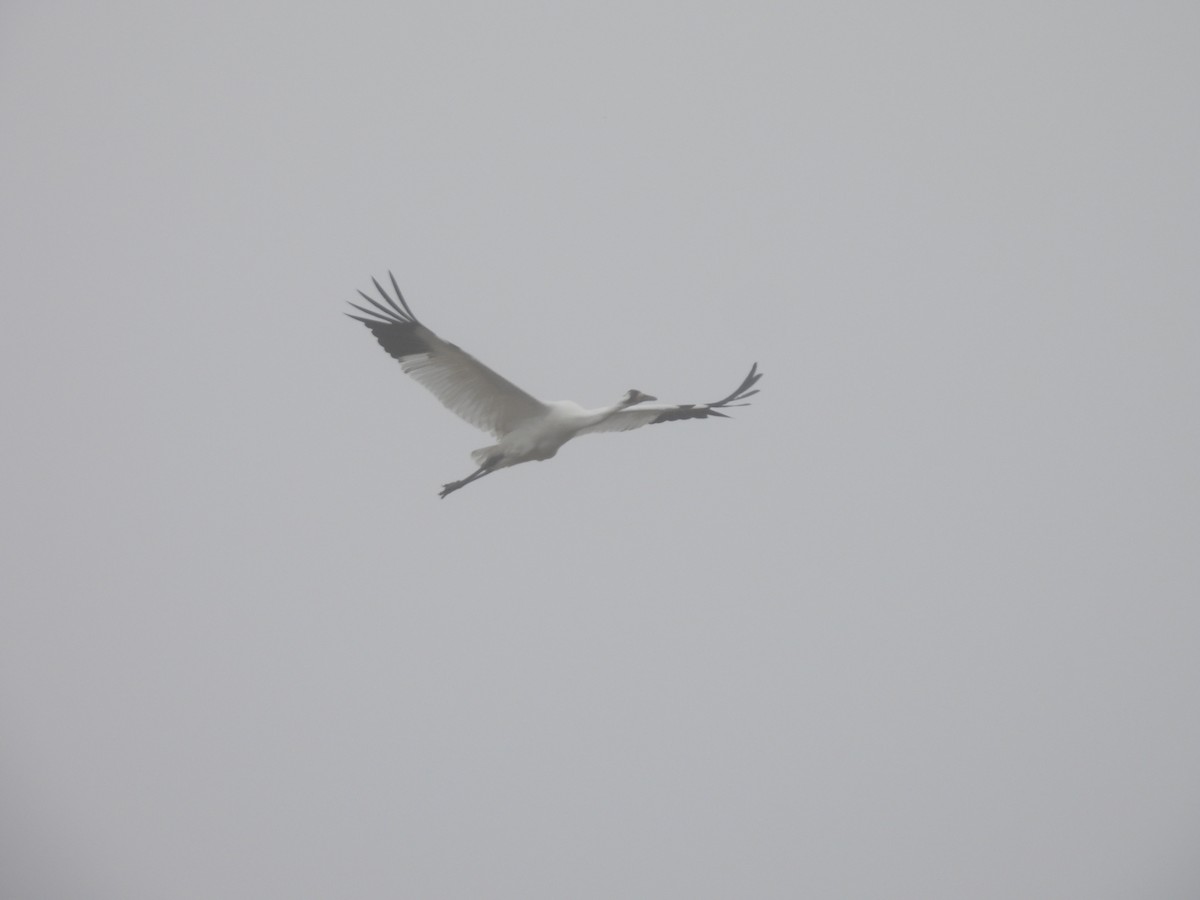 trompettrane - ML646563165