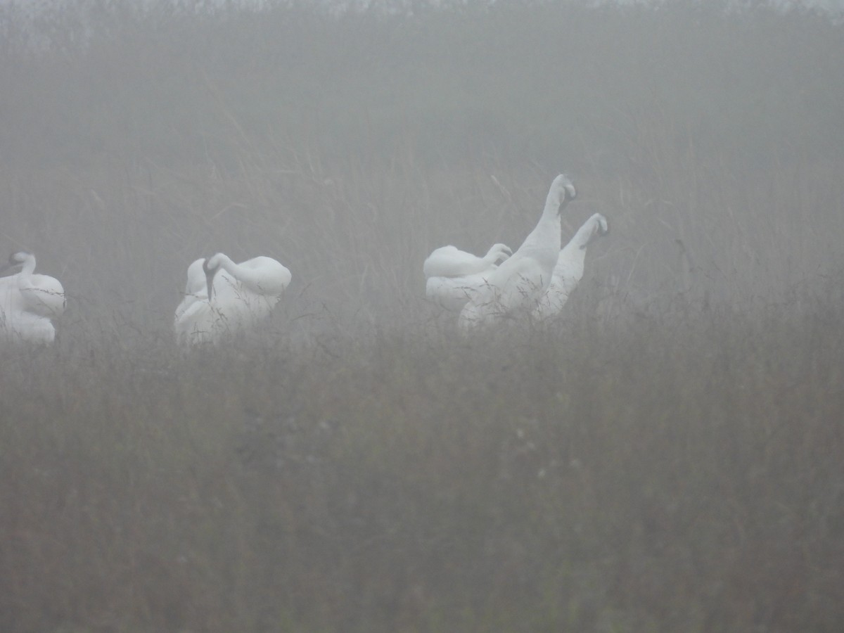 trompettrane - ML646563166