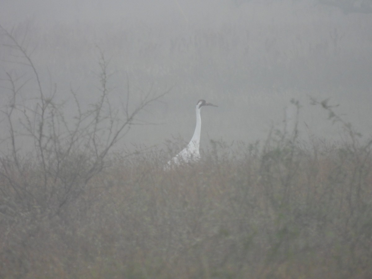 trompettrane - ML646563167