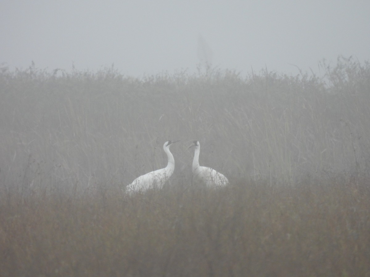 trompettrane - ML646563168