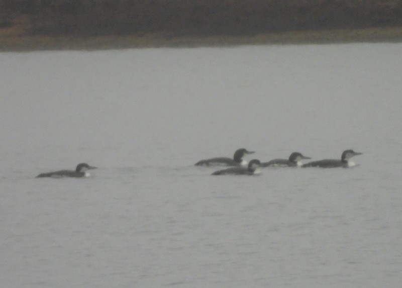 Common Loon - ML646563180