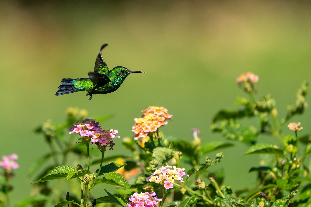 Garden Emerald - ML646563183