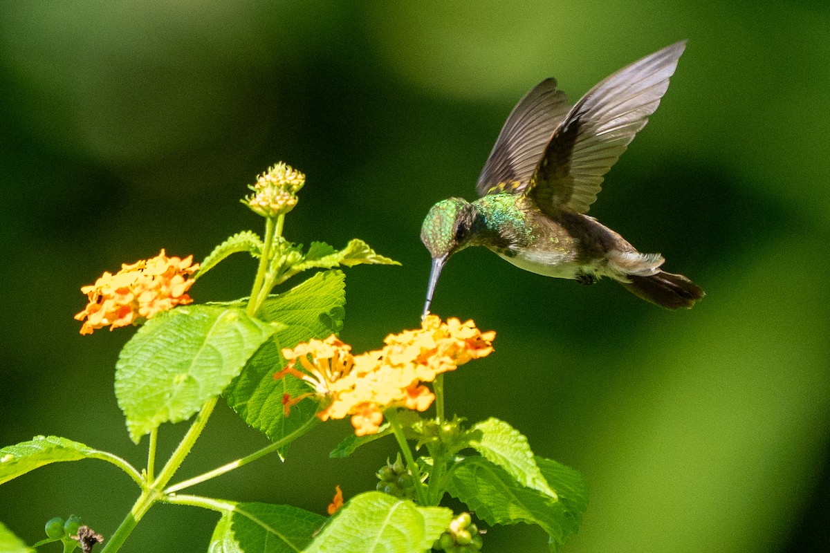 Snowy-bellied Hummingbird - ML646563184
