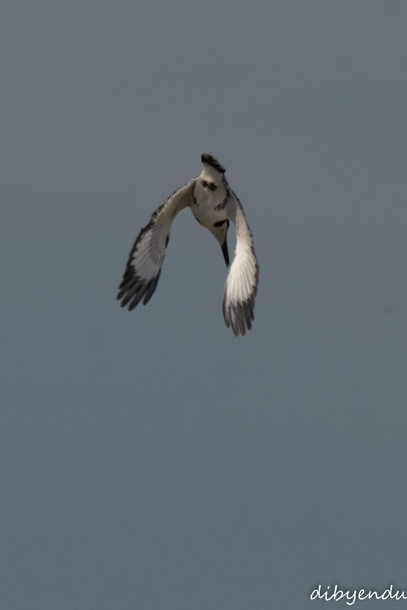 Pied Kingfisher - ML646563185
