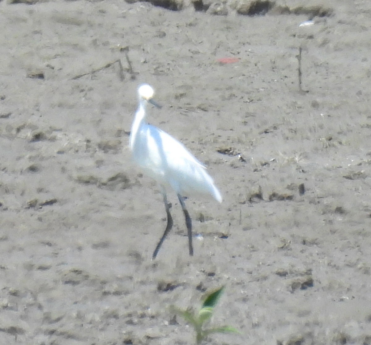 Little Egret (Australasian) - ML646563186