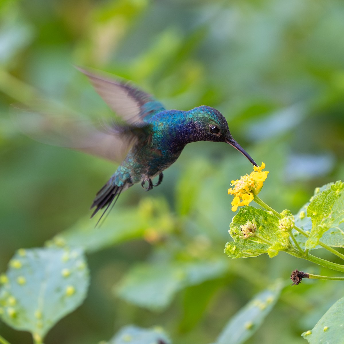 Sapphire-throated Hummingbird - ML646563188