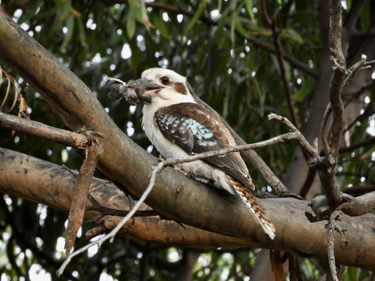 Laughing Kookaburra - ML646563191