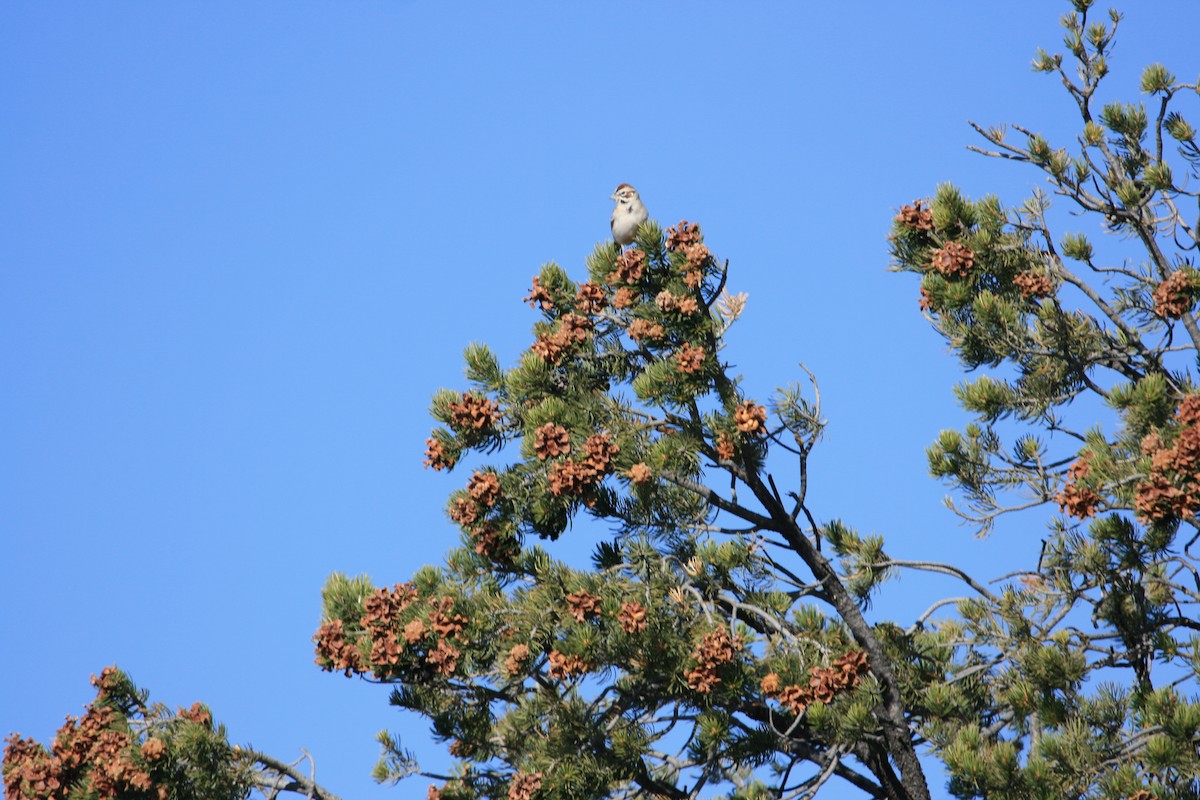 Canyon Towhee - ML646563192