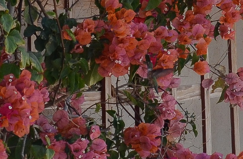 Rufous Hummingbird - ML646563193