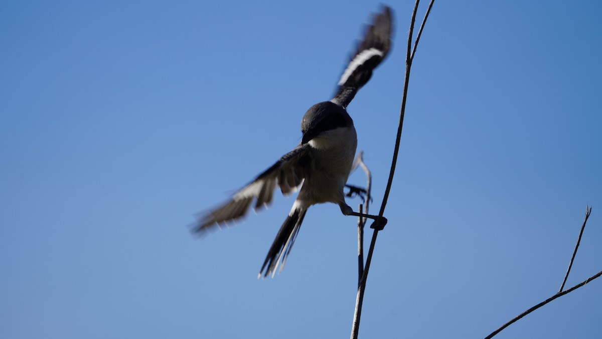 Loggerhead Shrike - ML646563195