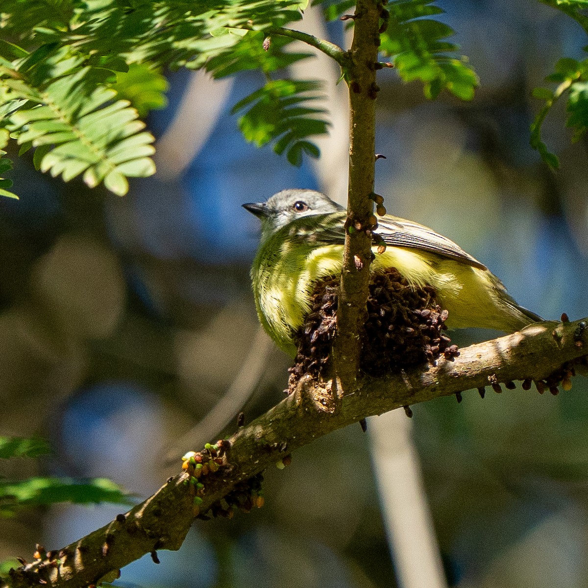 Yellow-crowned Tyrannulet - ML646563196