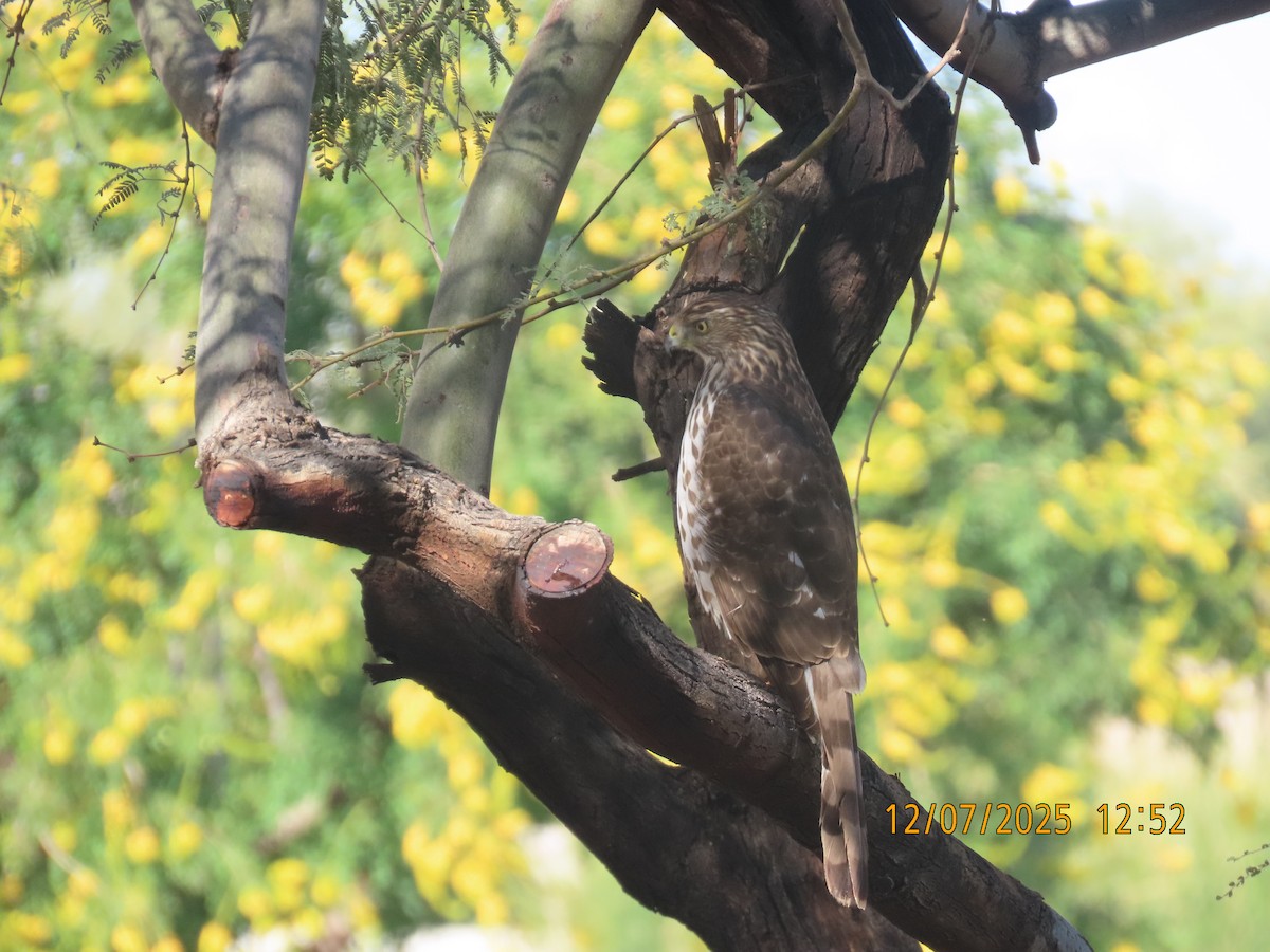 Яструб чорноголовий - ML646563198