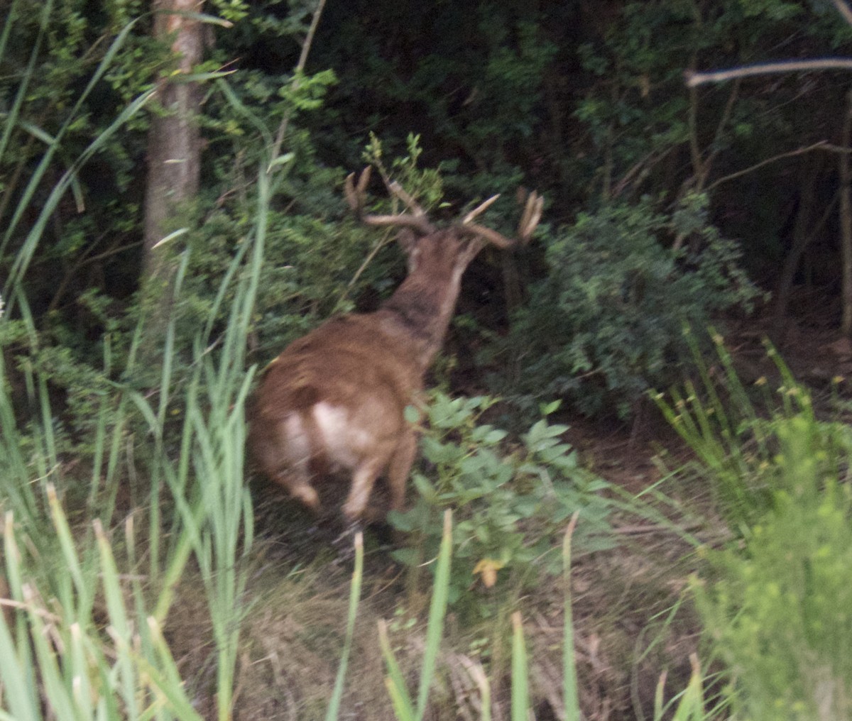 Geyikgiller - ML646563199