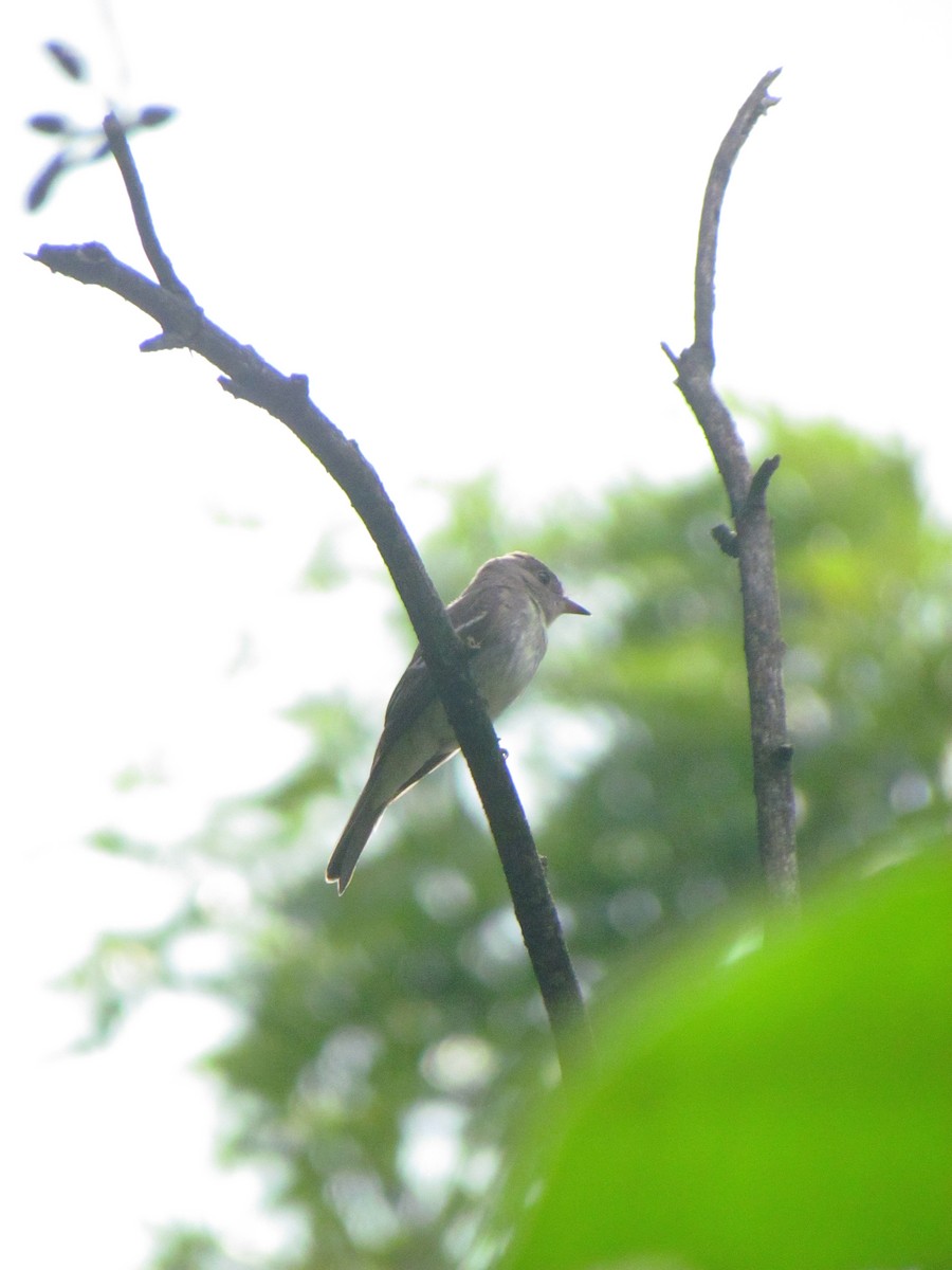 pewee sp. (Contopus sp.) - ML646563200