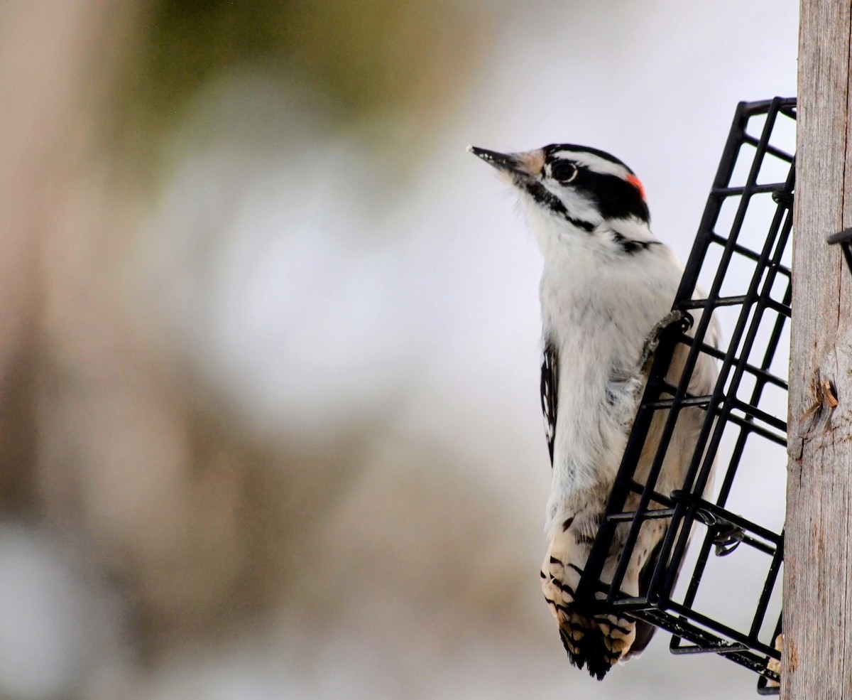 Downy Woodpecker - ML646563201