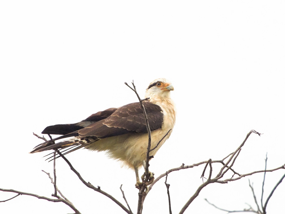 キバラカラカラ - ML646563203