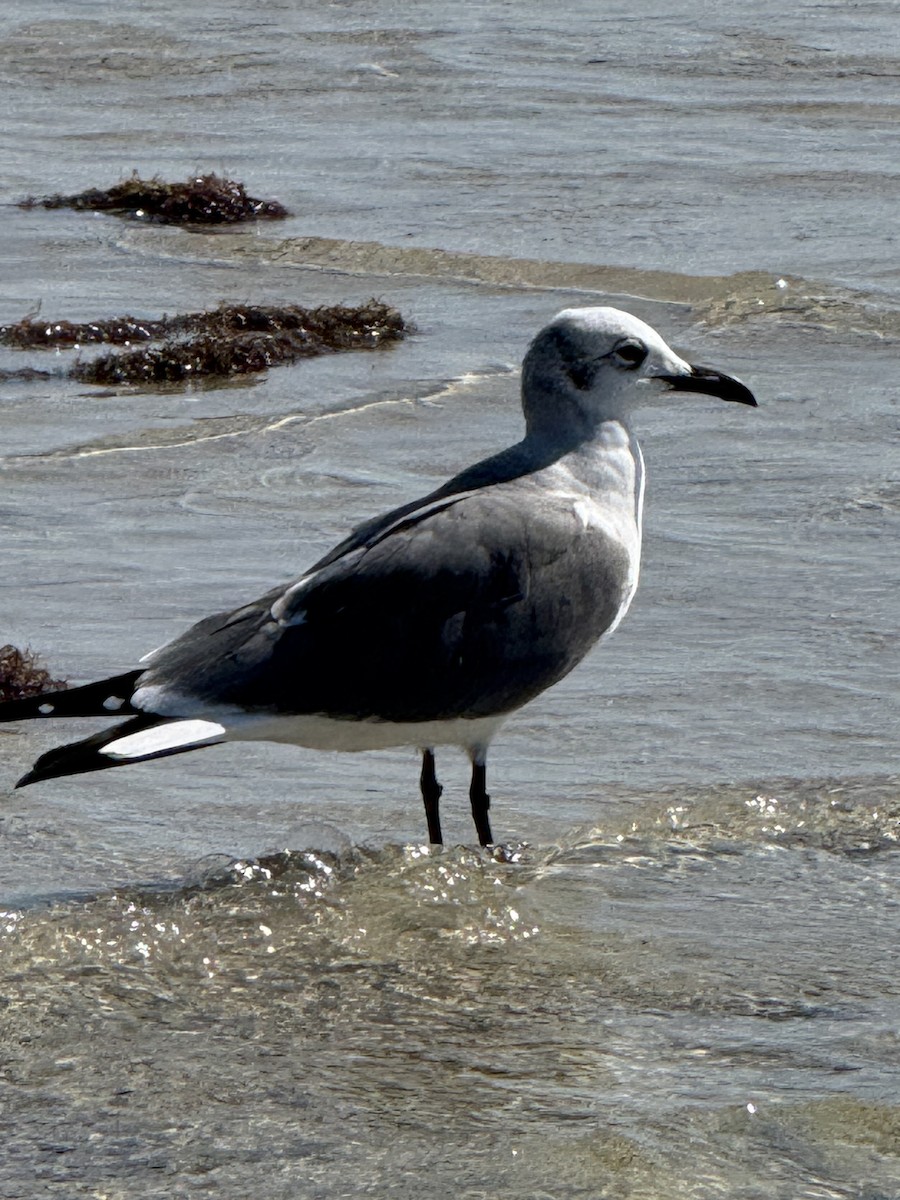 Laughing Gull - ML646563204