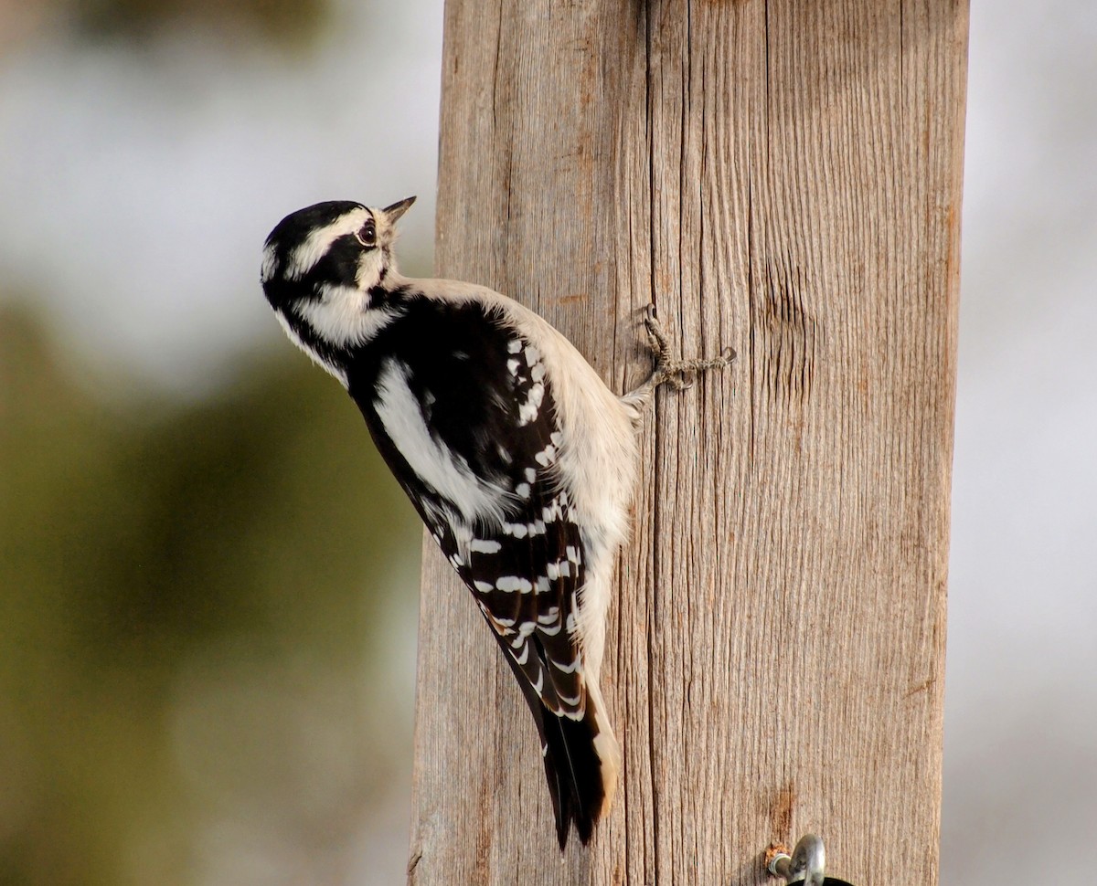 Downy Woodpecker - ML646563205