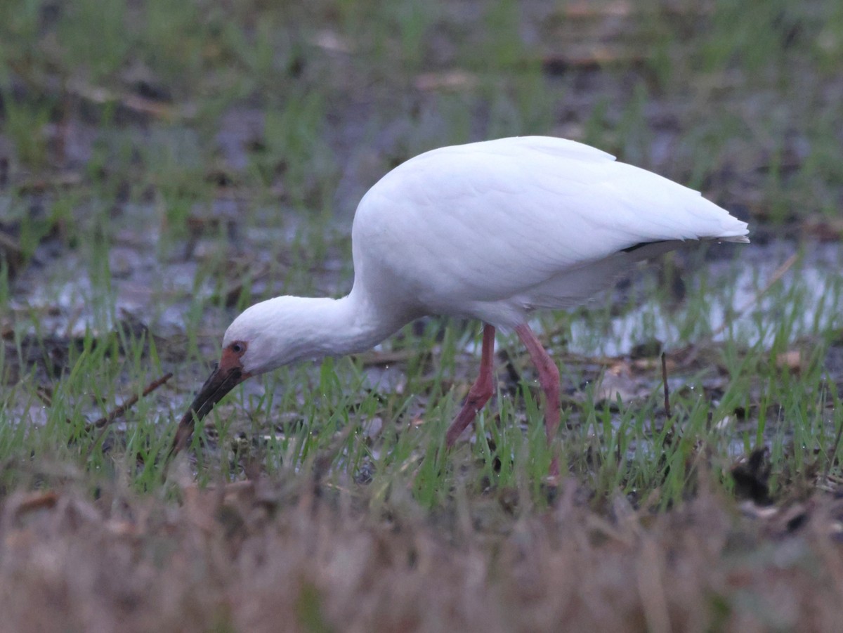 White Ibis - ML646563206