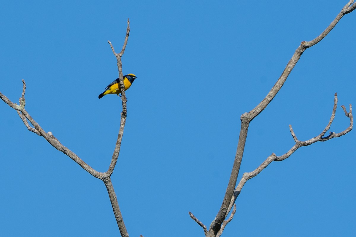 Yellow-crowned Euphonia - ML646563207