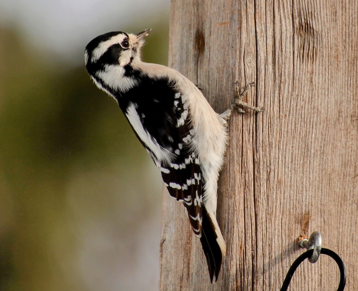 Downy Woodpecker - ML646563208