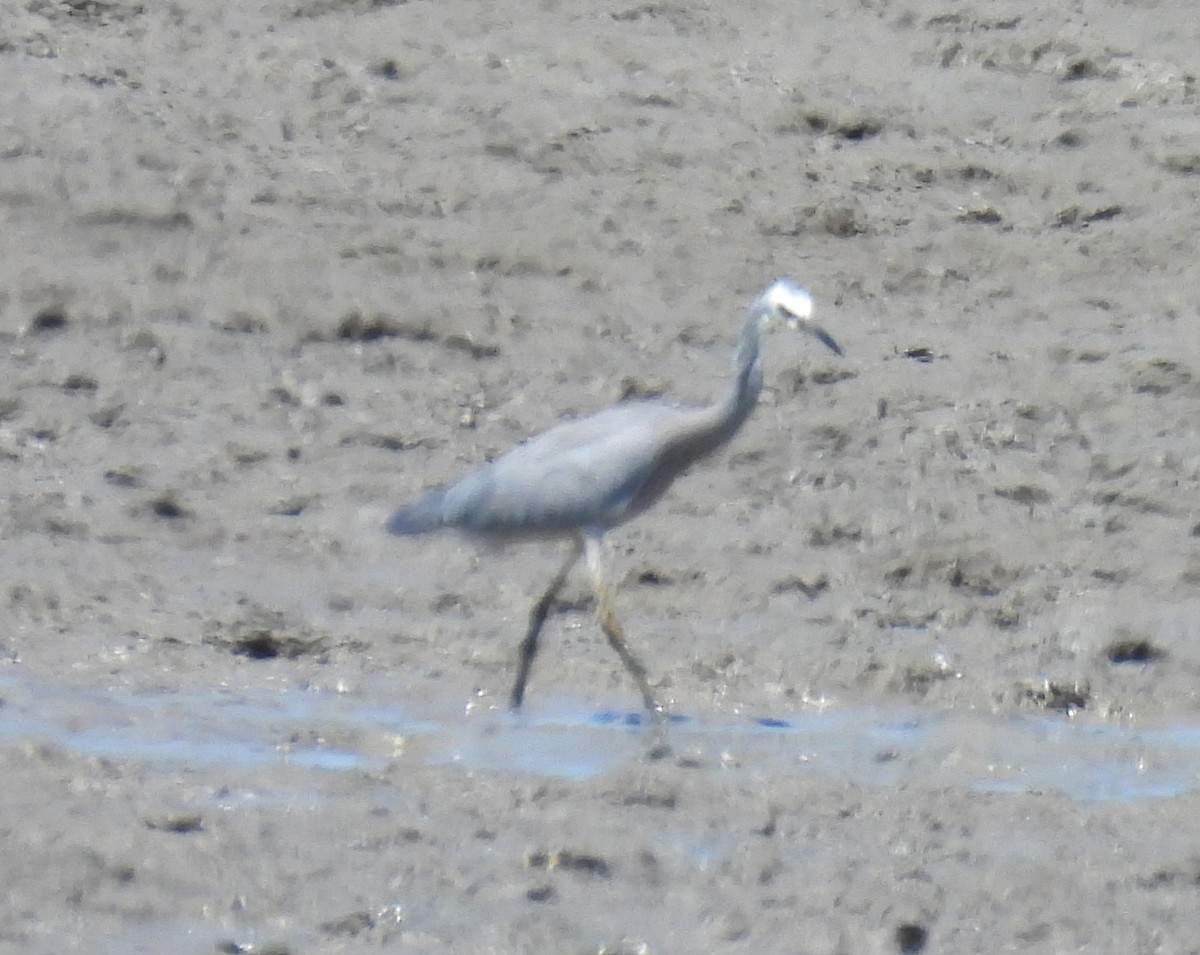 White-faced Heron - ML646563209