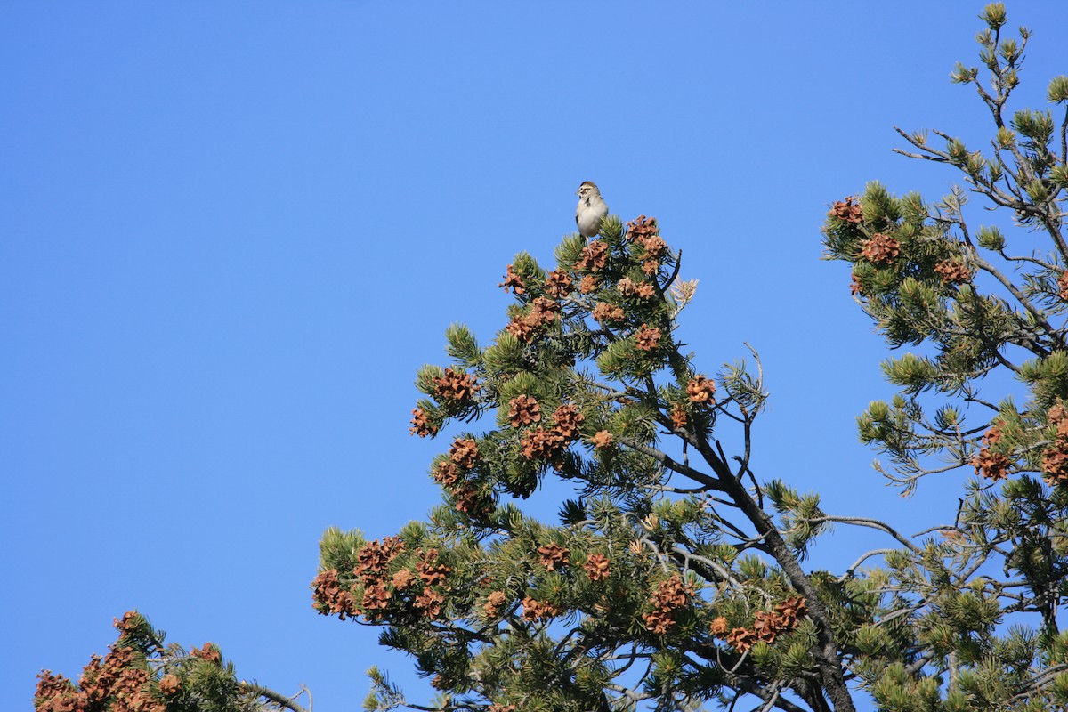 Canyon Towhee - ML646563212