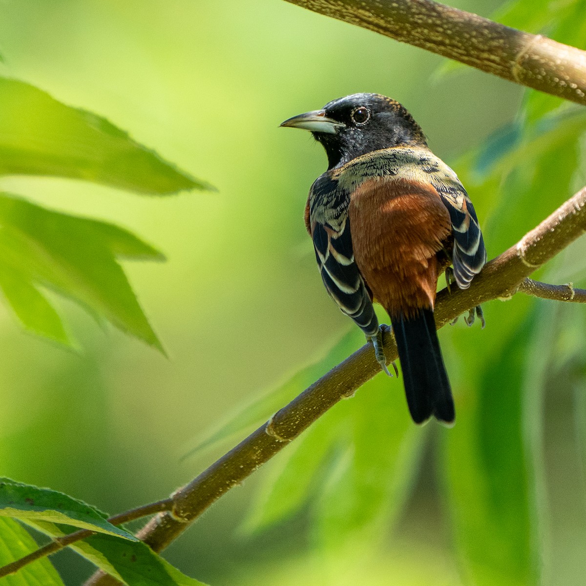 Orchard Oriole - ML646563213