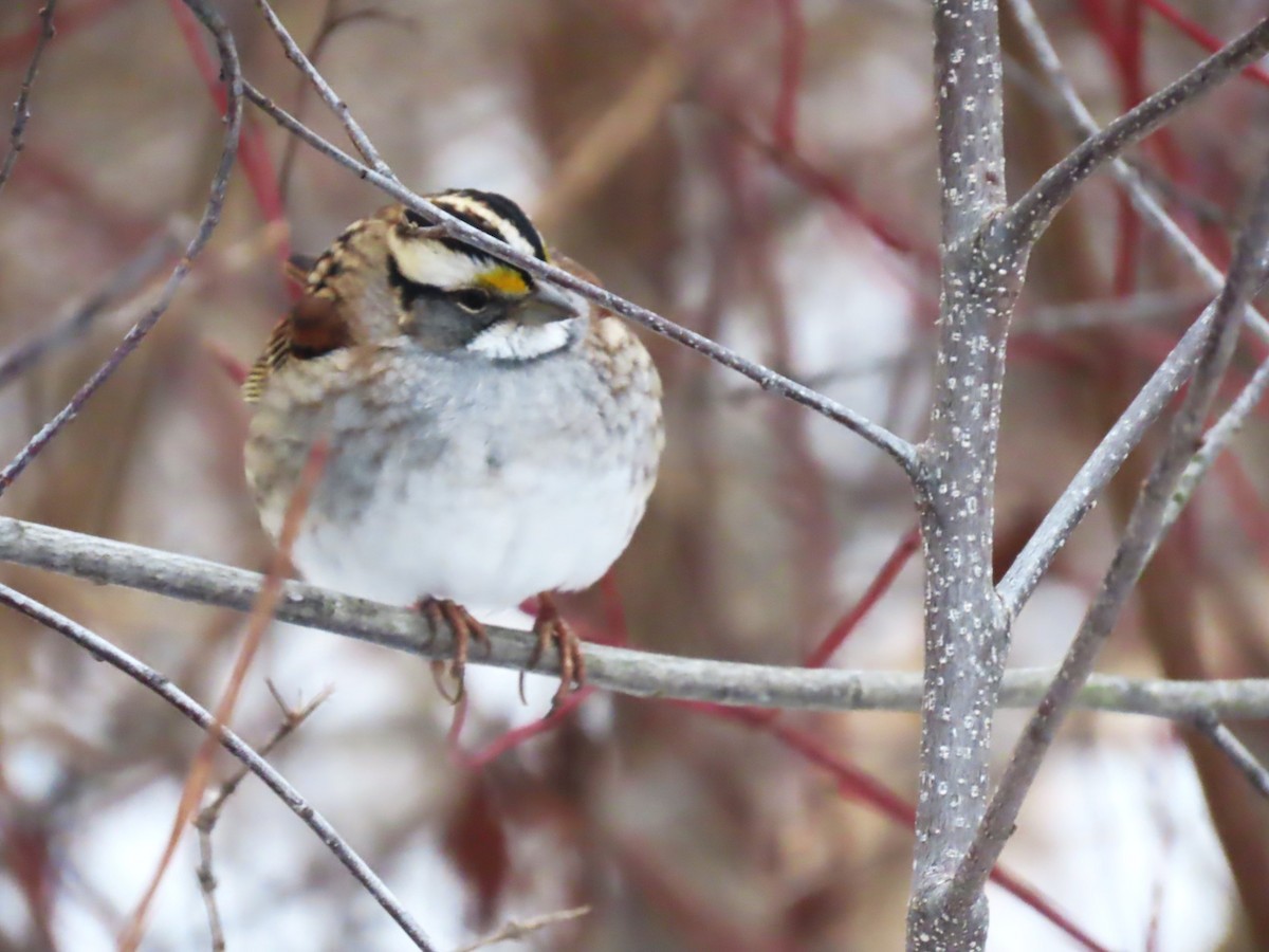 White-throated Sparrow - ML646563217