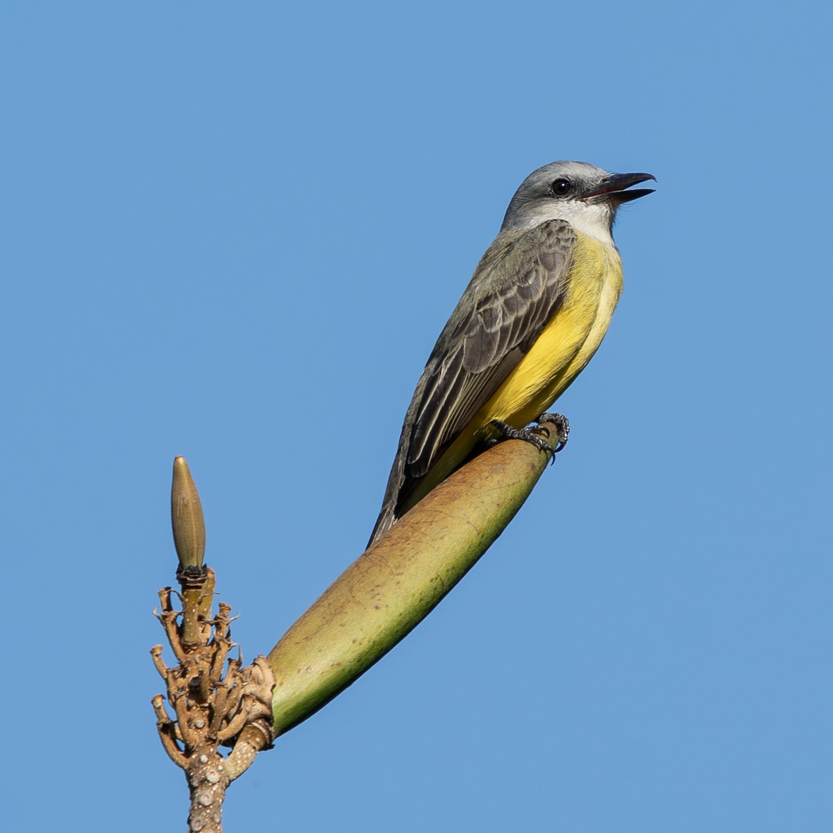 Tropical Kingbird - ML646563218