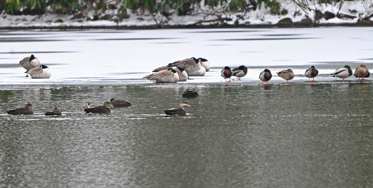 American Black Duck - ML646563219