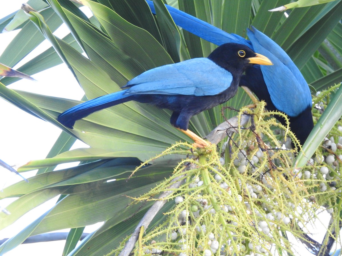 Yucatan Jay - ML646563222
