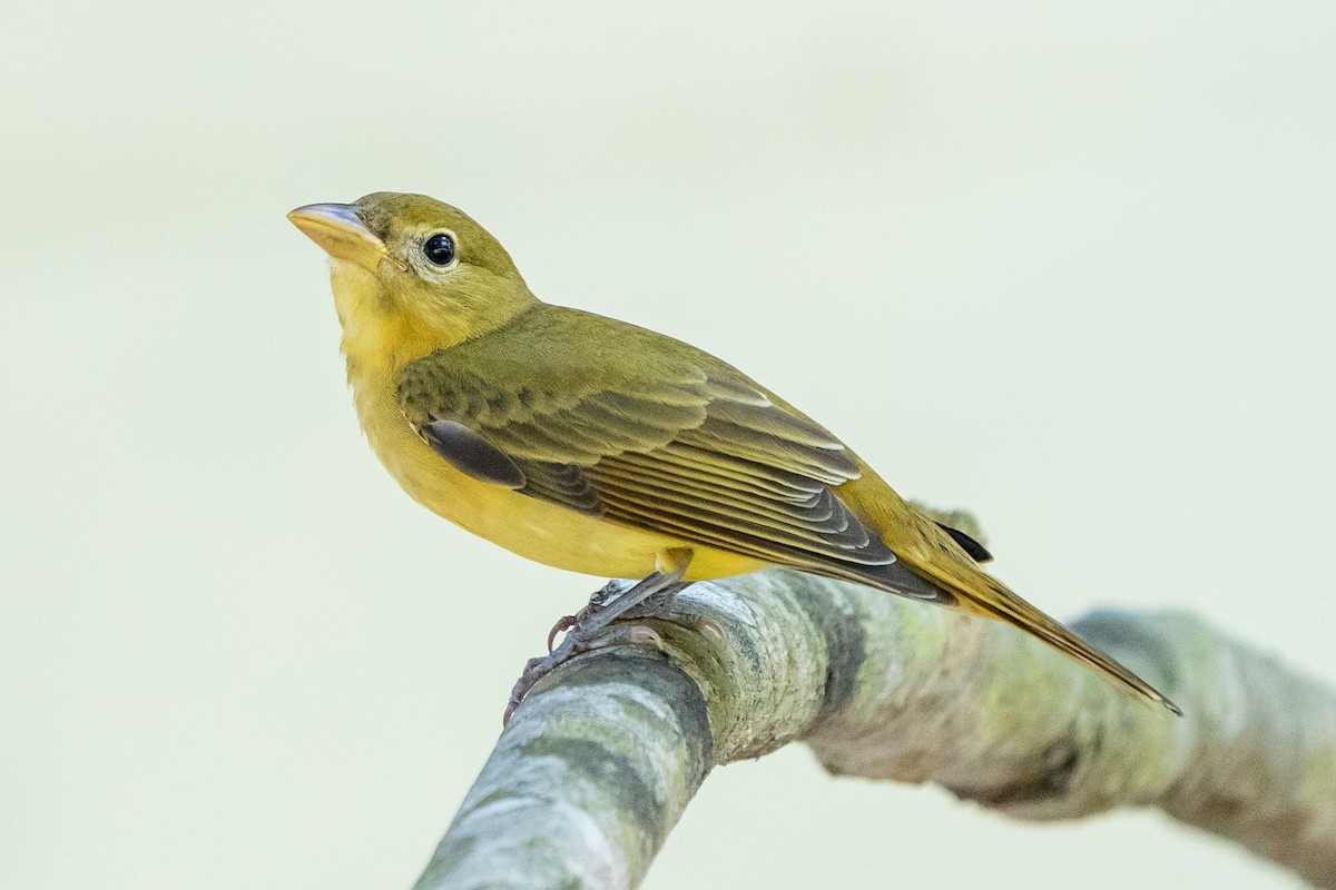 Summer Tanager - ML646563223