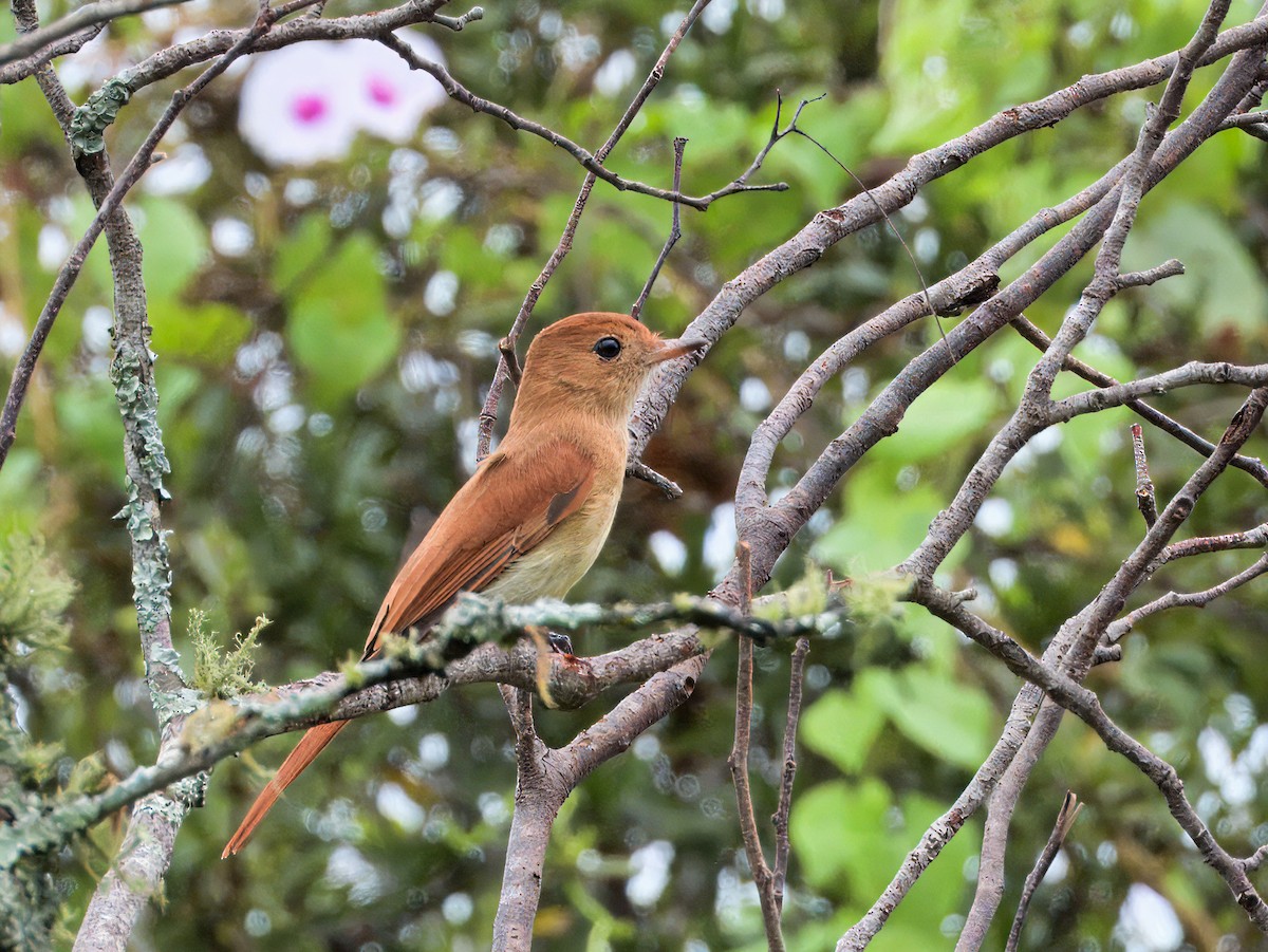 カシアタイランチョウ - ML646563224