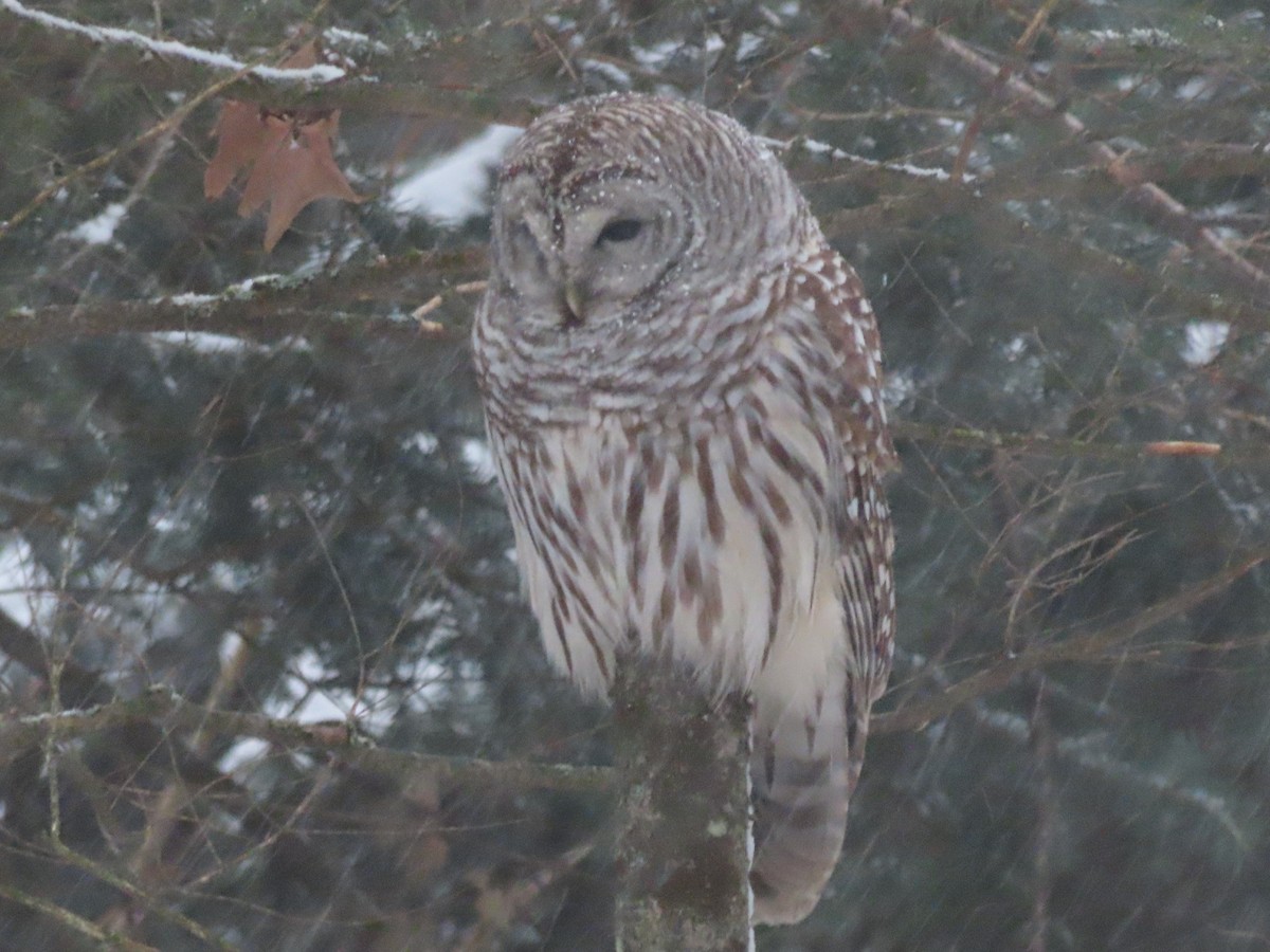 Barred Owl - ML646563227