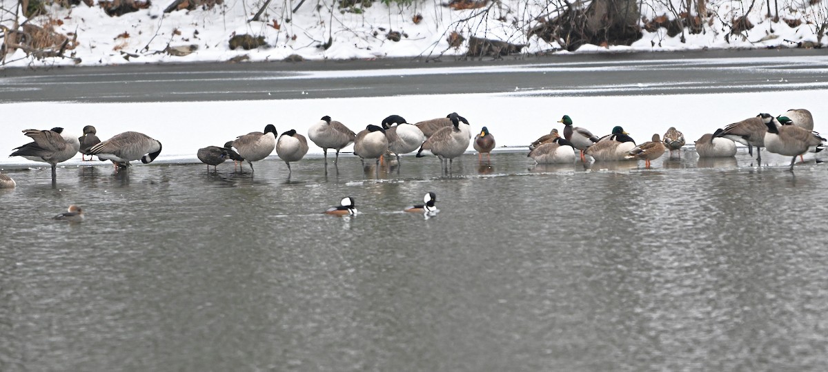 Hooded Merganser - ML646563228