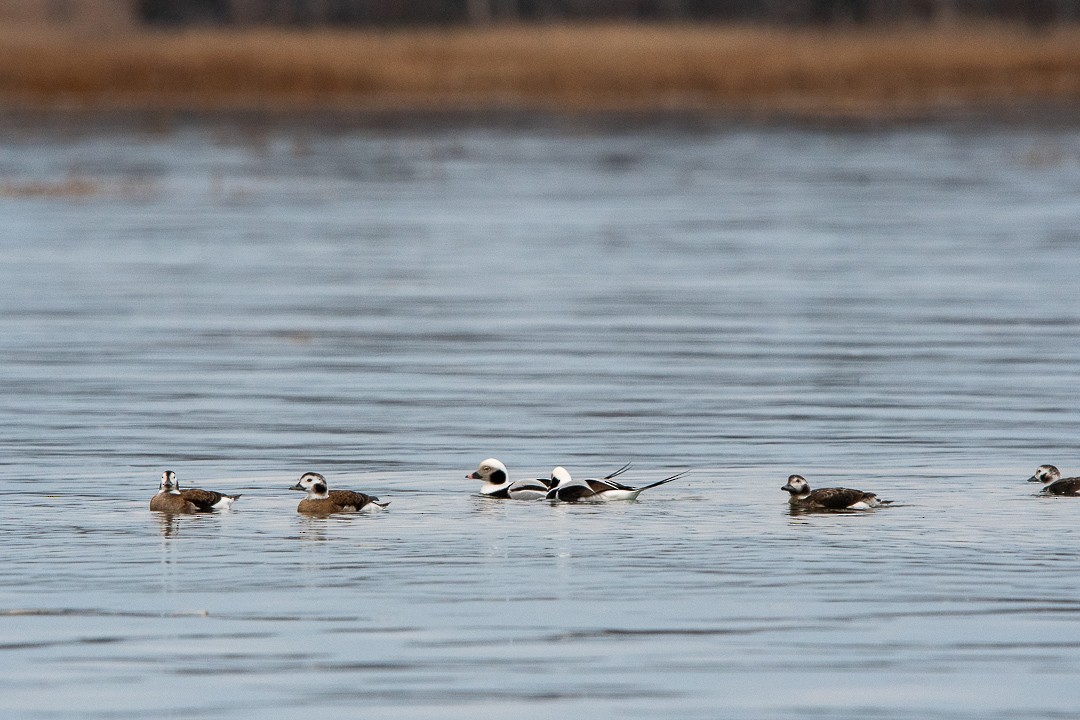 Long-tailed Duck - ML646563235