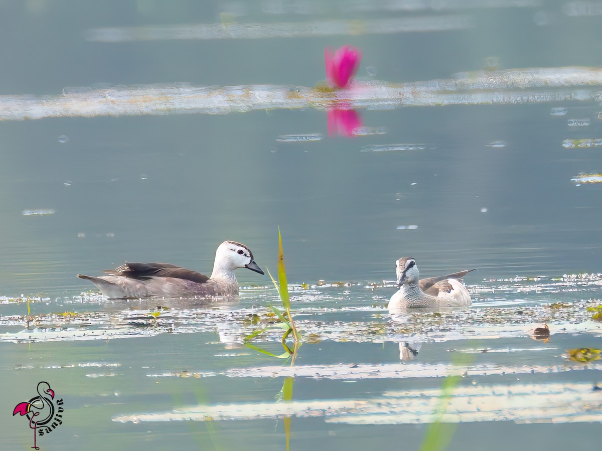 Cotton Pygmy-Goose - ML646563237