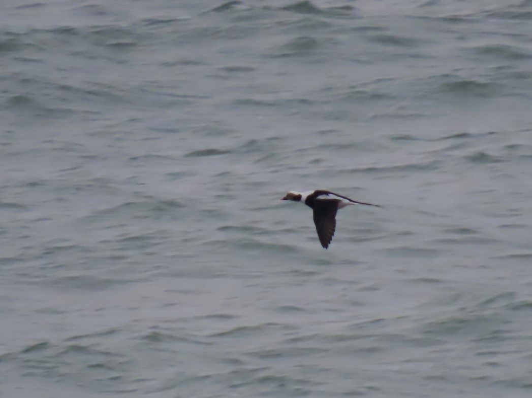 Moretta codona - ML646563238