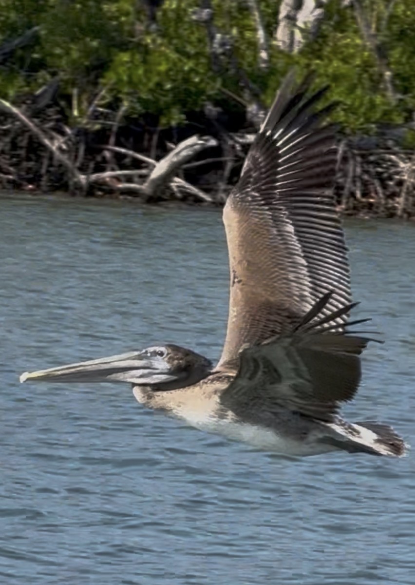 Brown Pelican - ML646563239