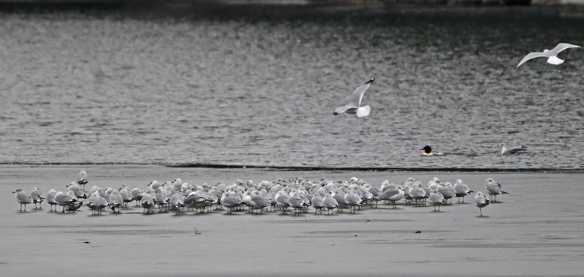 Ring-billed Gull - ML646563240