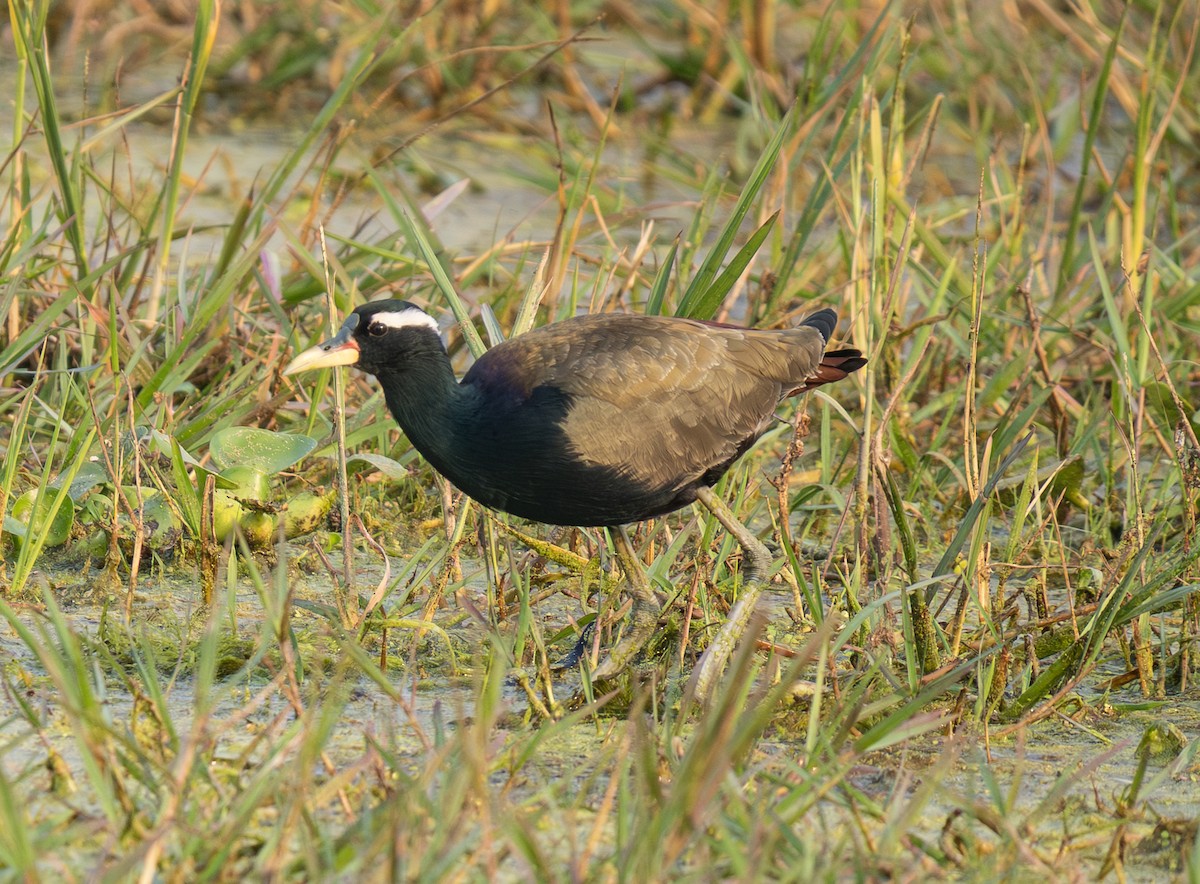 ostnák hnědoocasý - ML646563242