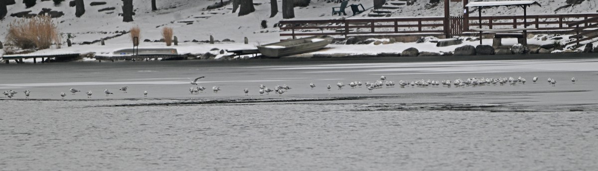 Ring-billed Gull - ML646563244