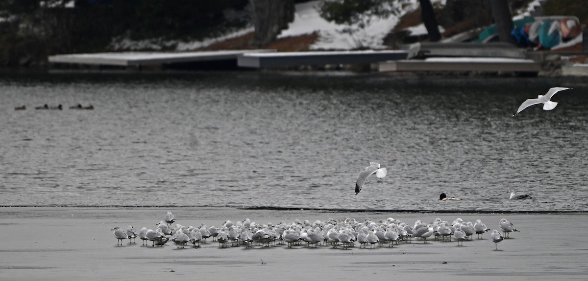 Ring-billed Gull - ML646563245