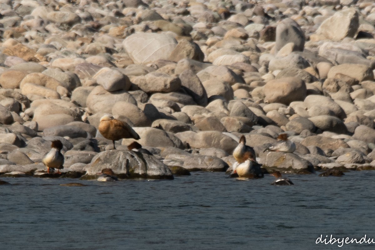 Common Merganser - ML646563247