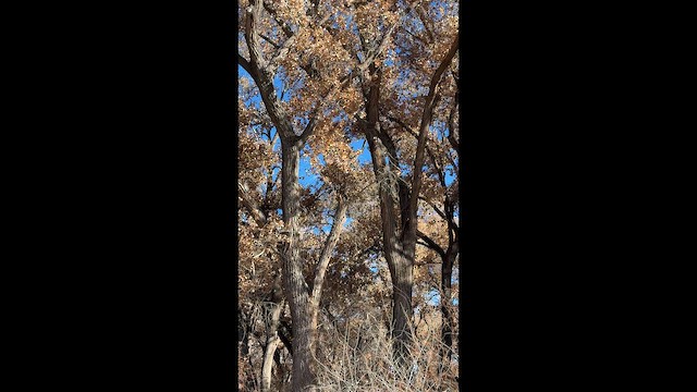 Западная совка - ML646563251