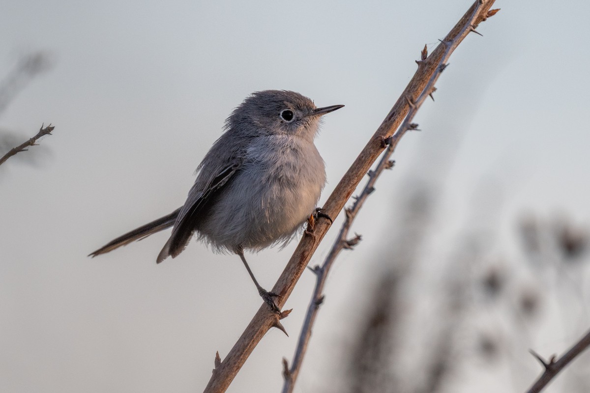 Blue-gray Gnatcatcher - ML646563253